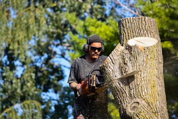 Affordable Tree Service Macomb County MI for Every Season