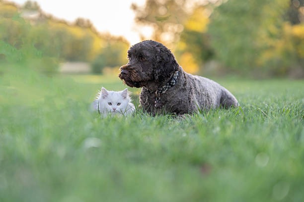 Choosing the Right Fake Grass for Dogs in Cleveland